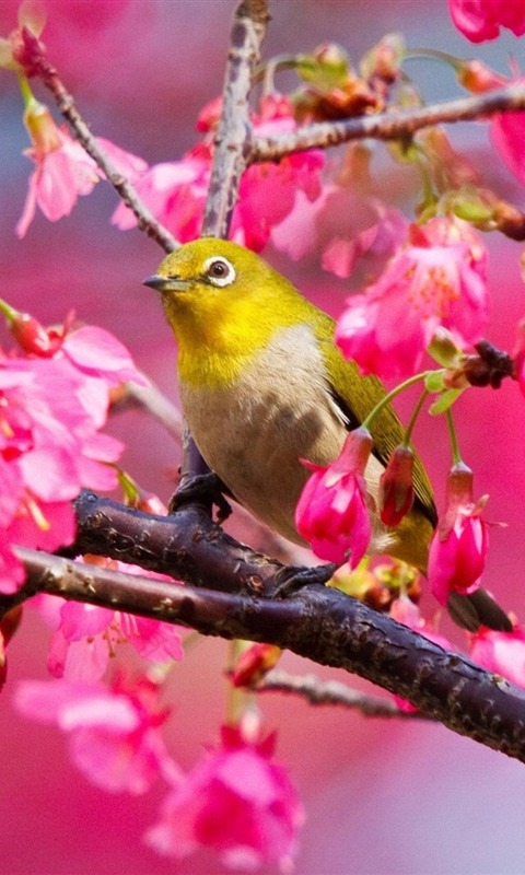 春天里鸟语花香高清手机壁纸_风景壁纸_手机壁纸_91