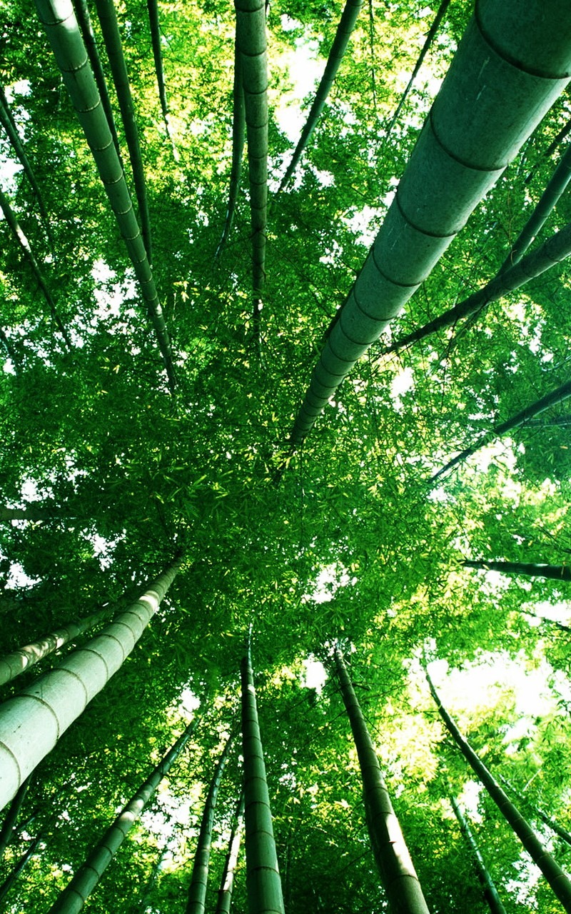 绿竹林护眼手机壁纸