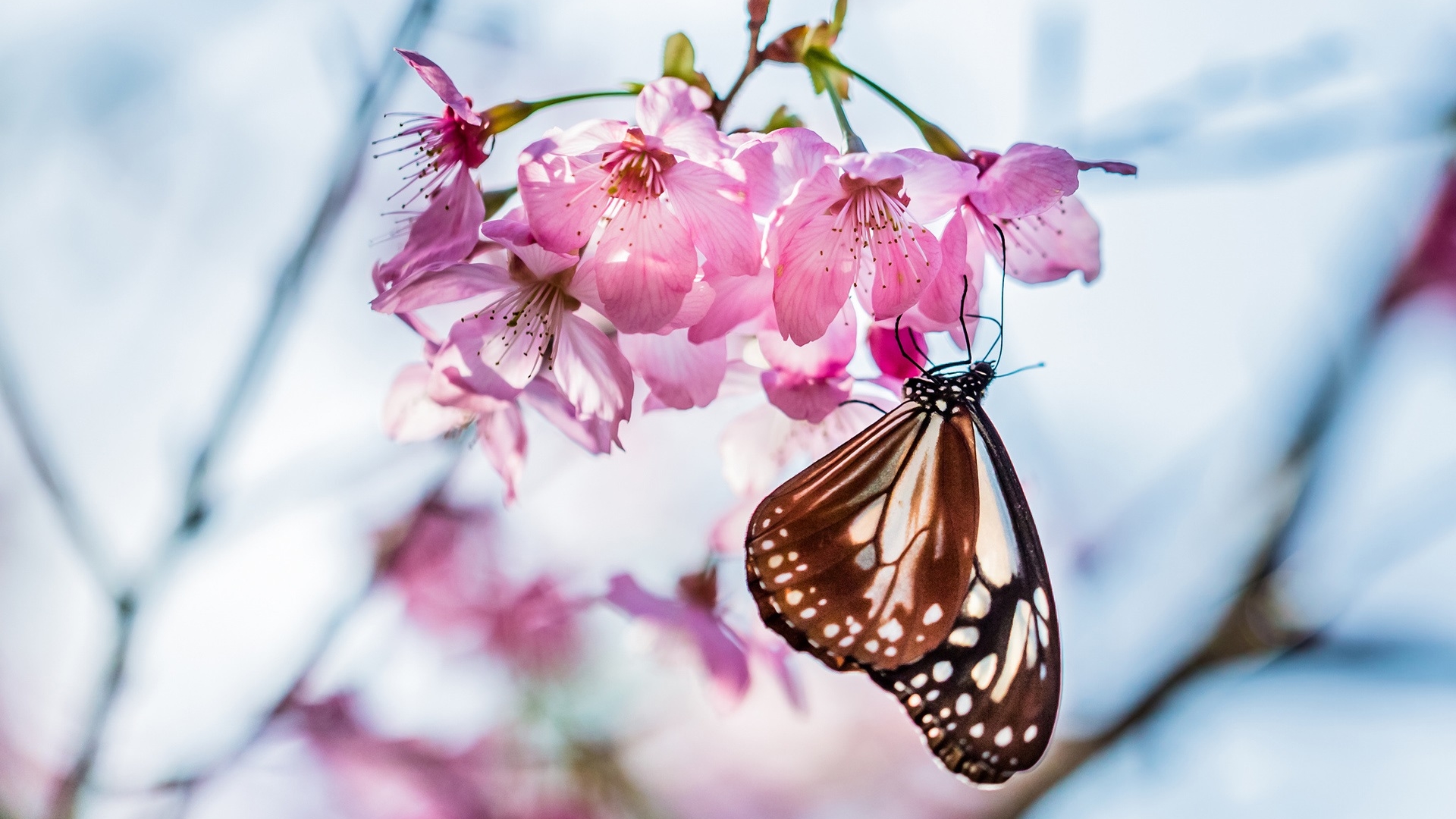 蝶恋花唯美治愈系高清桌面壁纸